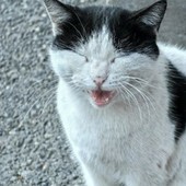 Caso Gatto, REA chiede verifiche e denuncia il "giustizialismo fai da te" Caso Gatto, REA chiede verifiche e denuncia il "giustizialismo fai da te"