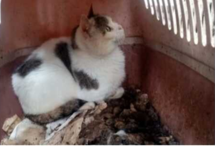 Tragedia di Borgomaro: una raccolta fondi per salvare gli animali e sostenere chi li cura
