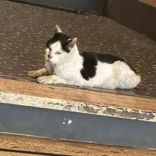 Caso Gatto, interviene l'Asl1: "Nessun ruolo nella cattura o nella soppressione del felino"