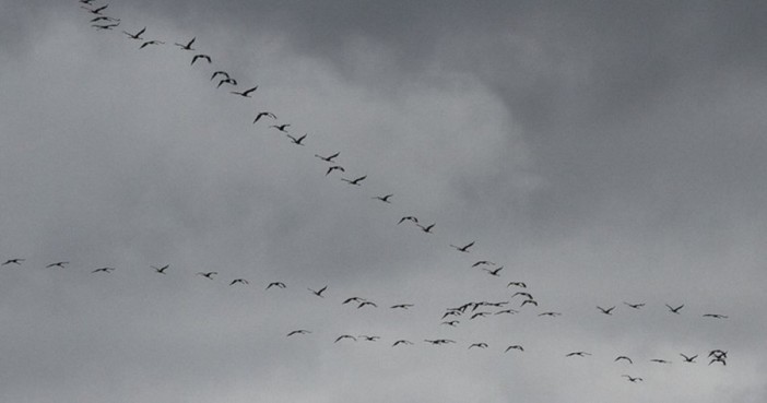 Uno spettacolare passaggio di gru ha interessato i cieli del Ponente ligure