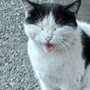 Caso Gatto, REA chiede verifiche e denuncia il "giustizialismo fai da te"