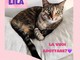La gattina Lila di circa tre anni cerca una famiglia che la accolga