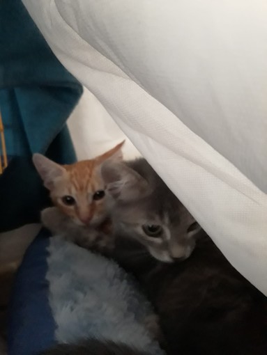 Sanremo: due bellissimi gattini sono in cerca di una nuova famiglia