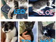 San Lorenzo al Mare: cinque gattini hanno bisogno di essere adottati