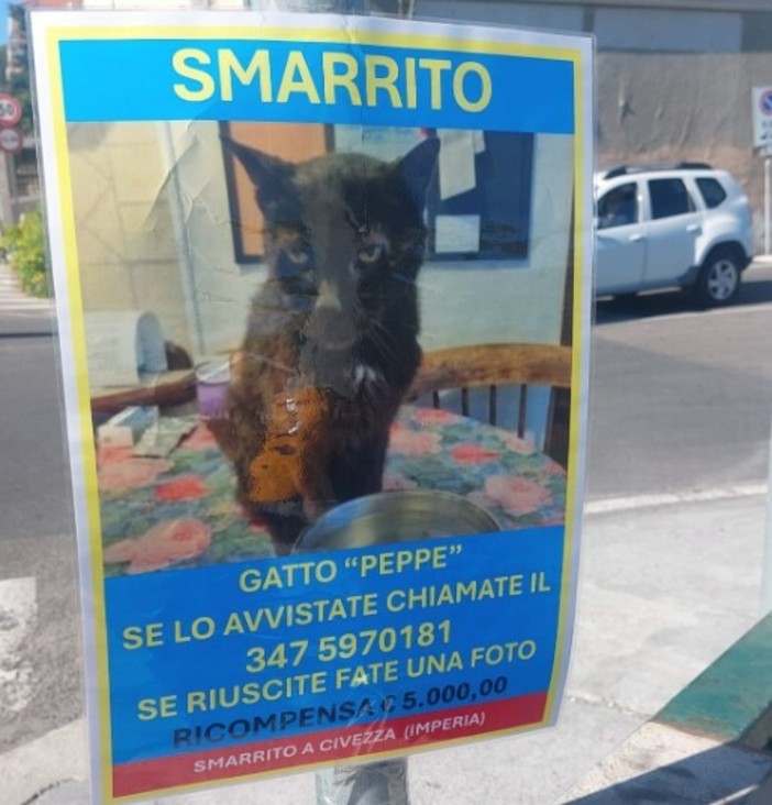 Civezza, 'Operazione Peppe': ricompensa da 5mila euro per il gatto smarrito
