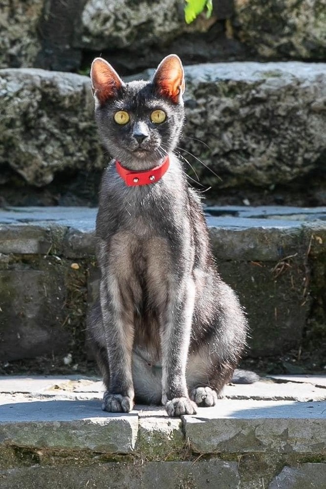 Petsfestival 2022: mica i soliti quattro gatti Petsfestival 2022: mica i soliti quattro gatti