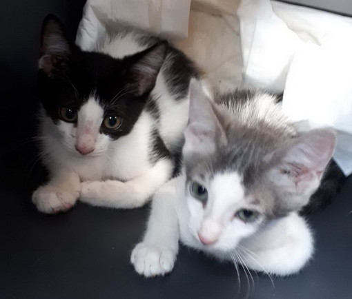 Sanremo: otto bellissimi gattini aspettano di avere delle nuove famiglie