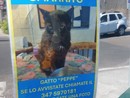 Civezza, 'Operazione Peppe': ricompensa da 5mila euro per il gatto smarrito Civezza, 'Operazione Peppe': ricompensa da 5mila euro per il gatto smarrito
