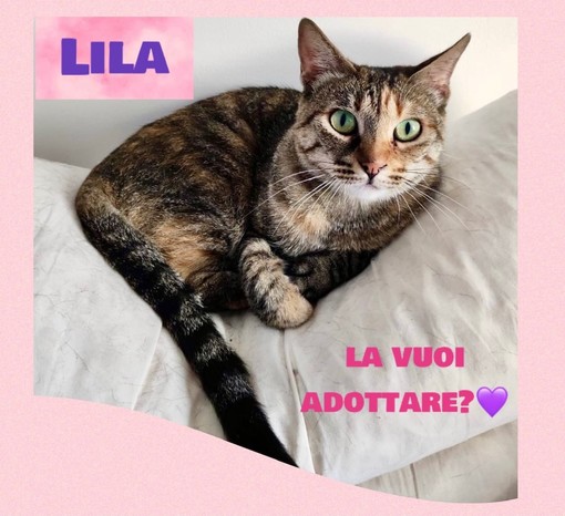 La gattina Lila di circa tre anni cerca una famiglia che la accolga La gattina Lila di circa tre anni cerca una famiglia che la accolga