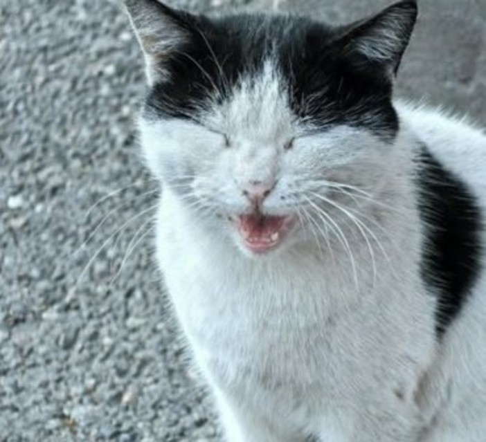 Caso Gatto, REA chiede verifiche e denuncia il "giustizialismo fai da te" Caso Gatto, REA chiede verifiche e denuncia il "giustizialismo fai da te"