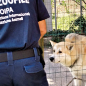 A Imperia si formano le nuove guardie zoofile A Imperia si formano le nuove guardie zoofile