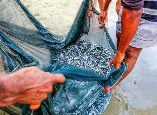 Bruxelles apre alla Liguria sulla pesca del Bianchetto