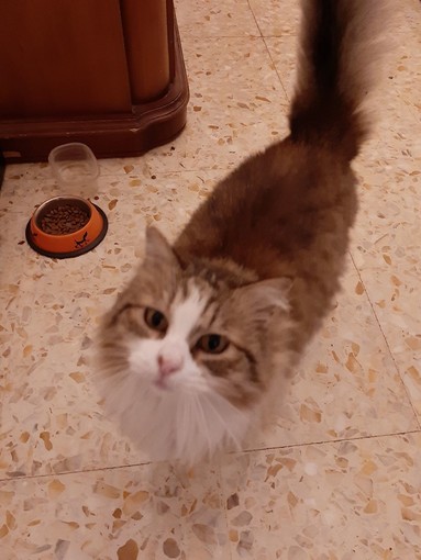 Imperia, fuga notturna per 'Minerva': torna a casa la gattina della Fondura