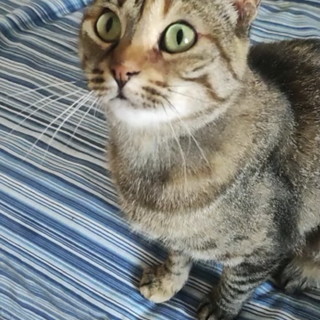 Lila, una bellissima gattina di circa tre anni è in cerca di una famiglia che l'accolga Lila, una bellissima gattina di circa tre anni è in cerca di una famiglia che l'accolga