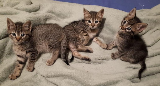 Sanremo: i tre gattini tigrati sono stati adottati, i ringraziamenti di Francesca
