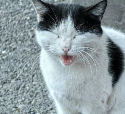 Caso Gatto, REA chiede verifiche e denuncia il "giustizialismo fai da te" Caso Gatto, REA chiede verifiche e denuncia il "giustizialismo fai da te"