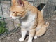 Imperia: zona Oneglia Capo Berta è stato smarrito un gatto, la sua famiglia cerca notizie