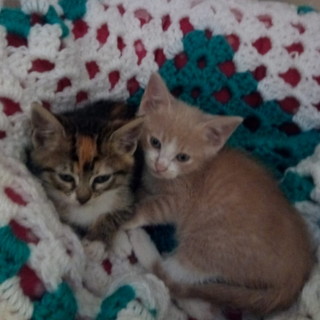 Sanremo: due gattini un maschietto e una femminuccia cercano nuove famiglie