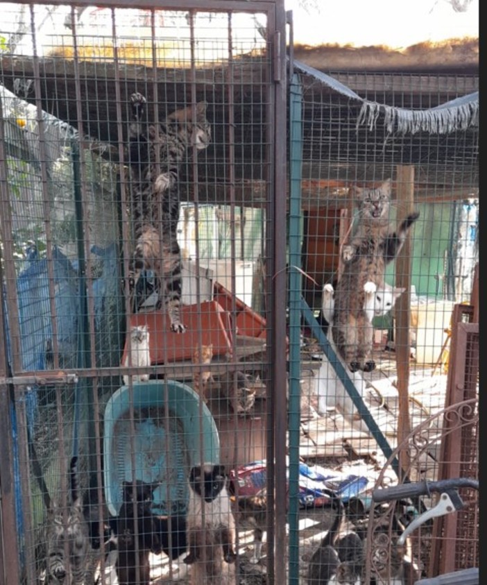 Imperia, 19 gatti chiusi in gabbia: uno trovato morto, molti sono malati