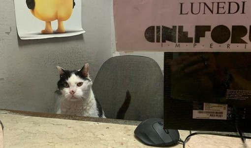 Morte di Gatto, il Centro veterinario imperiese si difende: "Abbiamo agito nell'interesse dell'animale" Morte di Gatto, il Centro veterinario imperiese si difende: "Abbiamo agito nell'interesse dell'animale"