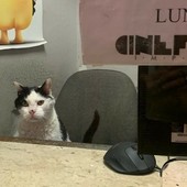 Morte di Gatto, il Centro veterinario imperiese si difende: "Abbiamo agito nell'interesse dell'animale" Morte di Gatto, il Centro veterinario imperiese si difende: "Abbiamo agito nell'interesse dell'animale"
