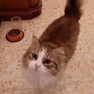 Imperia, fuga notturna per 'Minerva': torna a casa la gattina della Fondura
