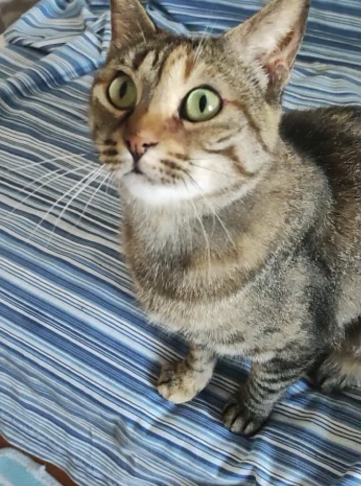 Lila, una bellissima gattina di circa tre anni è in cerca di una famiglia che l'accolga