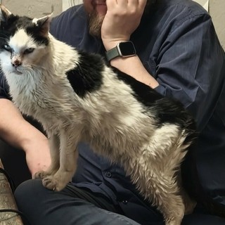 IL PUNTO. Gatto, la tragedia delle buone intenzioni