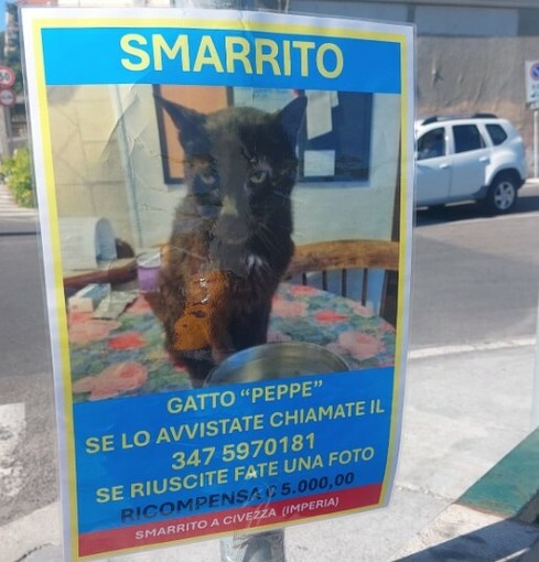 Civezza, 'Operazione Peppe': ricompensa da 5mila euro per il gatto smarrito Civezza, 'Operazione Peppe': ricompensa da 5mila euro per il gatto smarrito