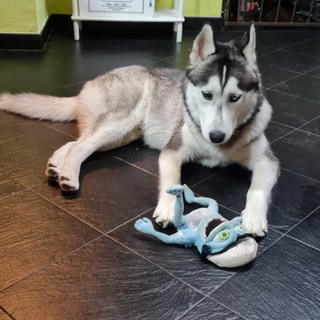 Imperia: bellissimo Husky di nove mesi cerca una nuova famiglia Imperia: bellissimo Husky di nove mesi cerca una nuova famiglia