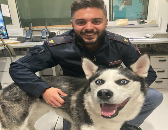Sanremo: husky smarrito in corso Cavallotti, polizia cerca proprietari Sanremo: husky smarrito in corso Cavallotti, polizia cerca proprietari