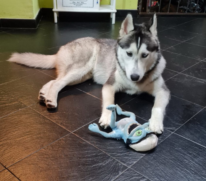 Imperia: bellissimo Husky di nove mesi cerca una nuova famiglia