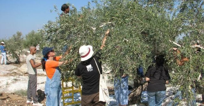 Sono tre gli imperiesi fermati in Cisgiordania durante la raccolta delle olive