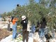Sono tre gli imperiesi fermati in Cisgiordania durante la raccolta delle olive Sono tre gli imperiesi fermati in Cisgiordania durante la raccolta delle olive