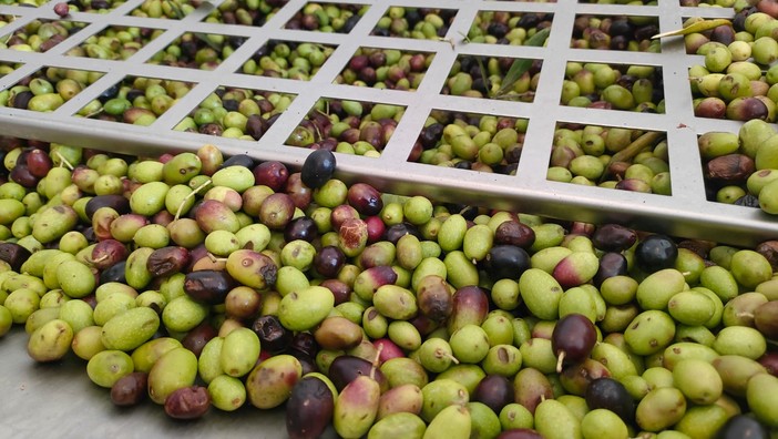 1 APRILE 1979. Imperia, un consorzio dei produttori olivicoli per combattere multinazionali e Cee