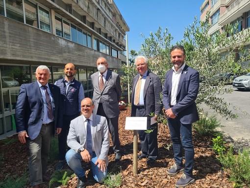 Imperia, al 'Ruffini' piantati due ulivi dedicati alle vittime del covid e al personale sanitario in prima linea per la ricerca (foto)