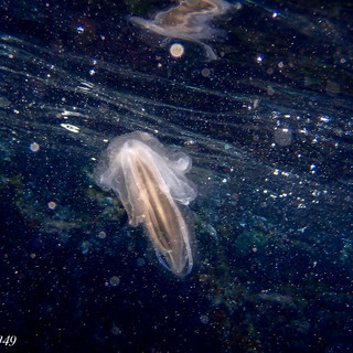 Le 'meduse mangia pesci' nel mare antistante Cervo: le immagini subacquee di Marcello Nan