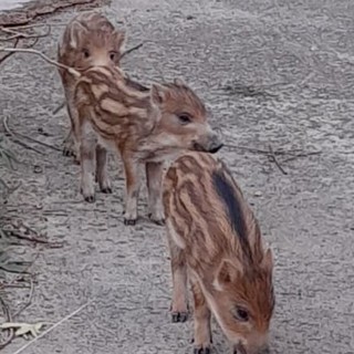 Lingueglietta, cinque cuccioli di cinghiale abbattuti in gabbia: la denuncia del Comitato Torrente San Francesco Lingueglietta, cinque cuccioli di cinghiale abbattuti in gabbia: la denuncia del Comitato Torrente San Francesco