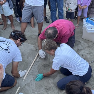 Caretta caretta a Imperia, trovato ancora un uovo vitale nel nido di Borgo Marina