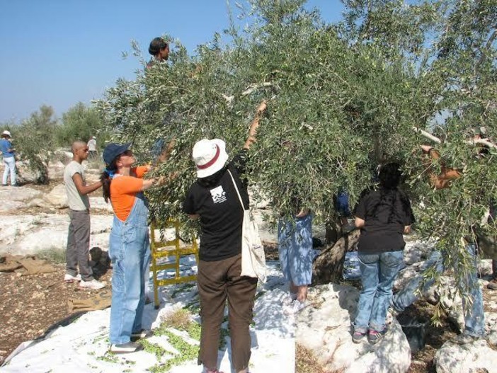 Sono tre gli imperiesi fermati in Cisgiordania durante la raccolta delle olive
