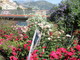 Nelle foto il cosiddetto 'Giardino delle Rose' poi smantellato Nelle foto il cosiddetto 'Giardino delle Rose' poi smantellato