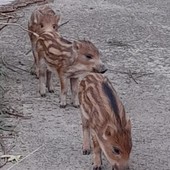 Lingueglietta, cinque cuccioli di cinghiale abbattuti in gabbia: la denuncia del Comitato Torrente San Francesco Lingueglietta, cinque cuccioli di cinghiale abbattuti in gabbia: la denuncia del Comitato Torrente San Francesco
