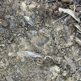 L'orma lasciata nel recinto al vaglio della Vigilanza regionale