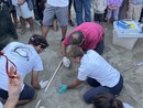 Caretta caretta a Imperia, trovato ancora un uovo vitale nel nido di Borgo Marina