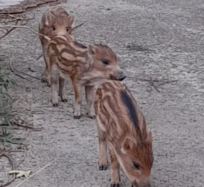 Lingueglietta, cinque cuccioli di cinghiale abbattuti in gabbia: la denuncia del Comitato Torrente San Francesco Lingueglietta, cinque cuccioli di cinghiale abbattuti in gabbia: la denuncia del Comitato Torrente San Francesco
