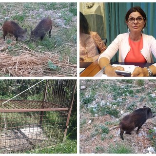 Cinghiali a spasso per Imperia, l’assessore Gandolfo: “Dubbi sulla proposta della Regione di catturarli con gabbie trappola”