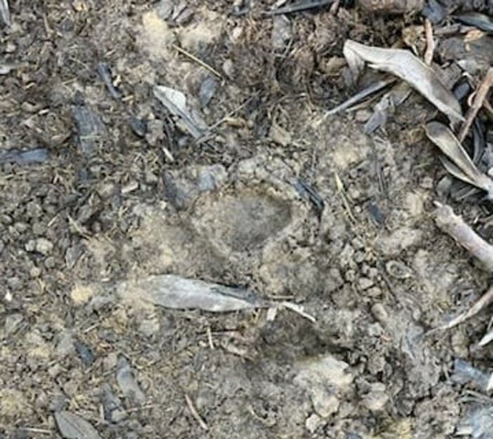 L'orma lasciata nel recinto al vaglio della Vigilanza regionale