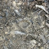 L'orma lasciata nel recinto al vaglio della Vigilanza regionale