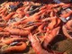 Pesca: la Giunta della Regione Liguria ha stanziato 354mila euro di fondi europei