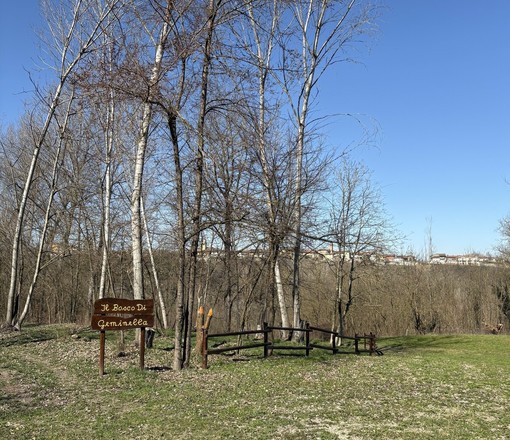 Il Bosco di Narzole, in Val Tanaro, sarà ripulito da una quarantina di baby boscaioli Il Bosco di Narzole, in Val Tanaro, sarà ripulito da una quarantina di baby boscaioli